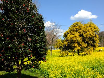 川和町駅前の菜の花畑（ミモザ）
