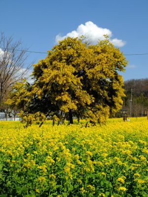 川和町駅前の菜の花畑（ミモザ）
