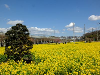 川和町駅前の菜の花畑
