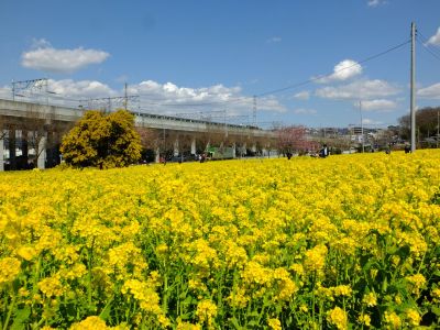 川和町駅前の菜の花畑
