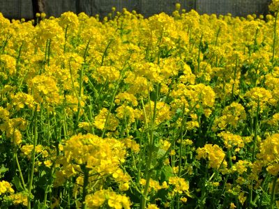 川和町駅前の菜の花畑
