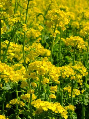 川和町駅前の菜の花畑
