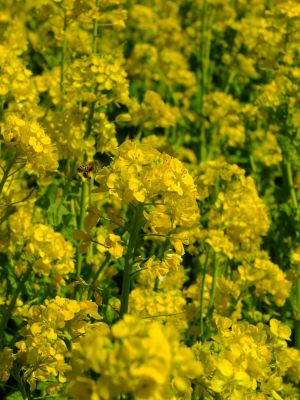 川和町駅前の菜の花畑
