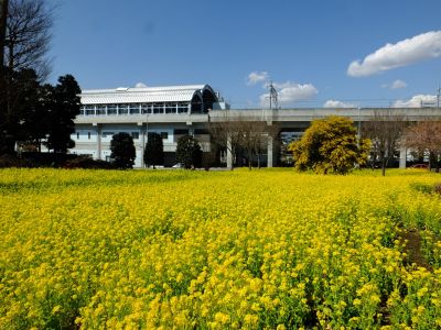 川和町駅前の菜の花畑
