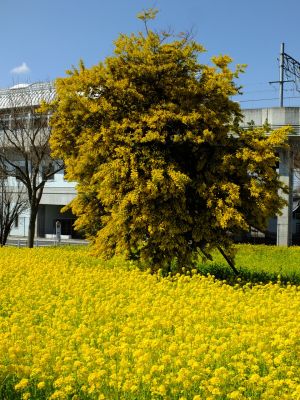 川和町駅前の菜の花畑（ミモザ）
