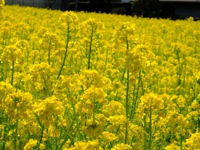 川和町駅前の菜の花畑
