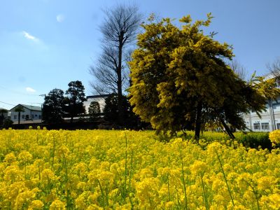 川和町駅前の菜の花畑（ミモザ）
