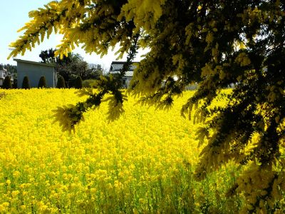 川和町駅前の菜の花畑（ミモザ）
