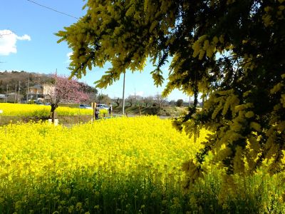 川和町駅前の菜の花畑（ミモザ）
