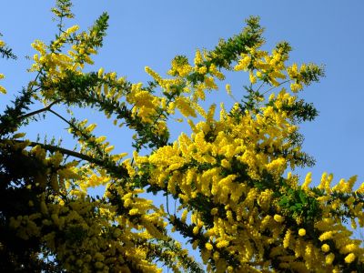 川和町駅前の菜の花畑（ミモザ）

