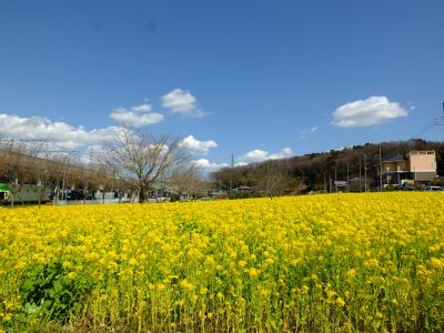 川和町駅前の菜の花畑
