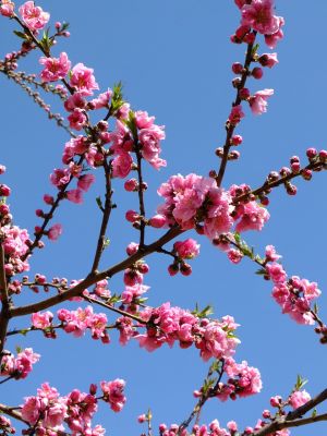 川和町駅前の菜の花畑
