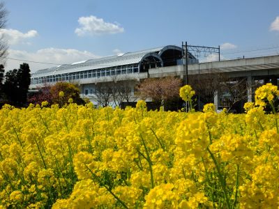川和町駅前の菜の花畑
