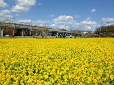 川和町駅前の菜の花畑
