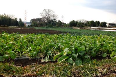 杉山神社（大熊）周辺
