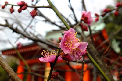 淡島神社（折本）紅梅
