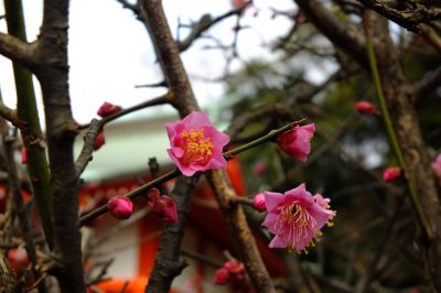 淡島神社（折本）紅梅
