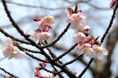 淡島神社（折本）河津ざくら
