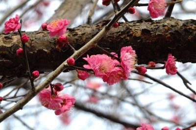 鶴見川サイクリングロード（川向）
