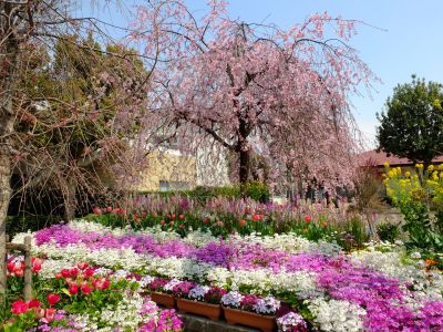 えだきん商店街（枝垂れ桜）
