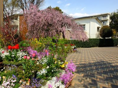 えだきん商店街（枝垂れ桜）
