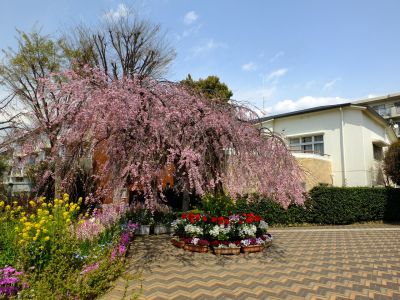 えだきん商店街（枝垂れ桜）
