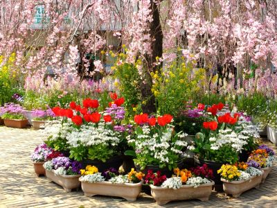 えだきん商店街（枝垂れ桜）
