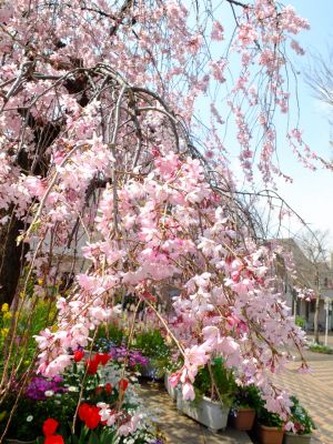えだきん商店街（枝垂れ桜）
