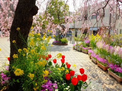 えだきん商店街（枝垂れ桜）
