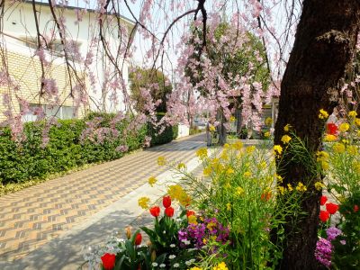 えだきん商店街（枝垂れ桜）
