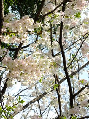 大島ざくら（けやきが丘）
