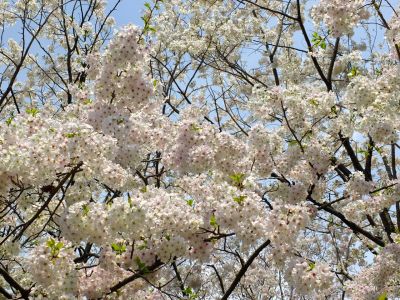 大島ざくら（けやきが丘）
