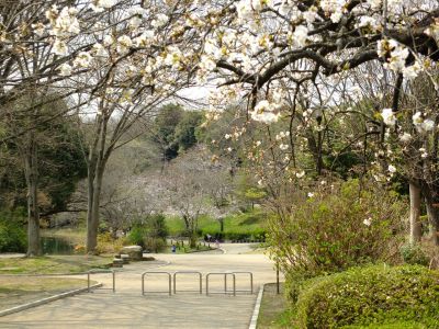 鴨池公園（枝垂れ桜）
