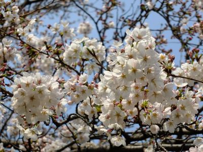 鴨池公園（染井吉野）
