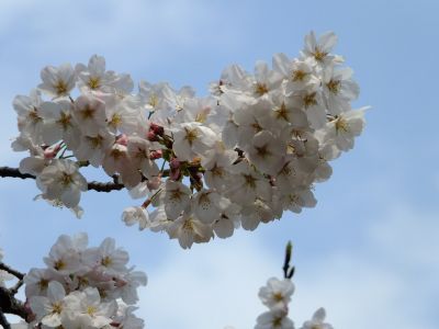 鴨池公園（染井吉野）
