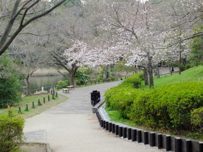 鴨池公園（染井吉野）
