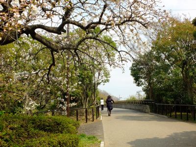 鴨池公園（枝垂れ）
