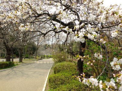 鴨池公園（枝垂れ）
