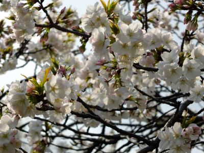 鴨池公園（枝垂れ）
