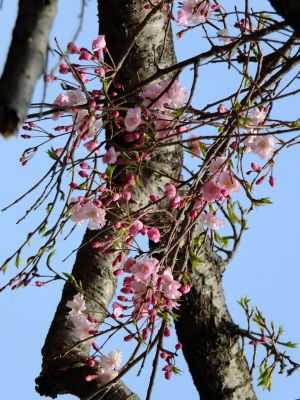 鴨池公園（紅枝垂れ）
