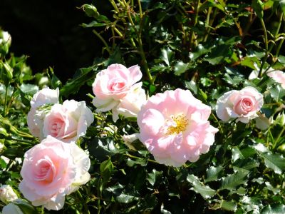 rose0022.jpg