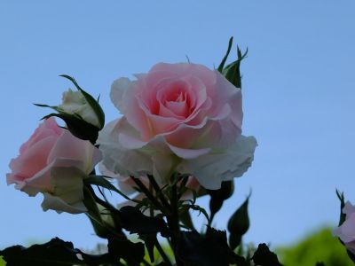 rose0085.jpg