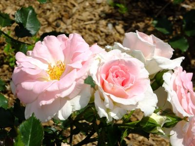 都筑中央公園（ローザ・つづきく）
