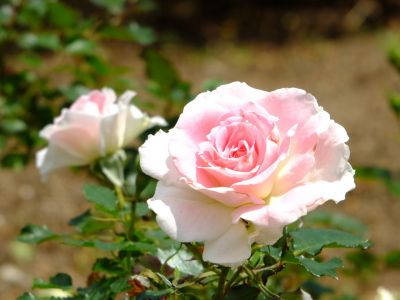 都筑中央公園（ローザ・つづきく）
