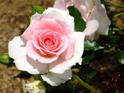 都筑中央公園（ローザ・つづきく）
