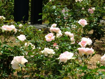 都筑中央公園（ローザ・つづきく）
