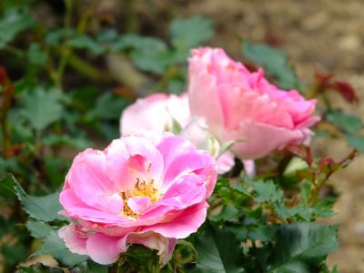 都筑中央公園（ローザ・つづきく）
