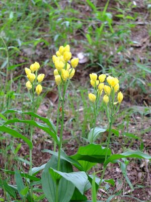 都筑中央公園（金蘭）
