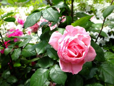 都筑中央公園（ばら）
