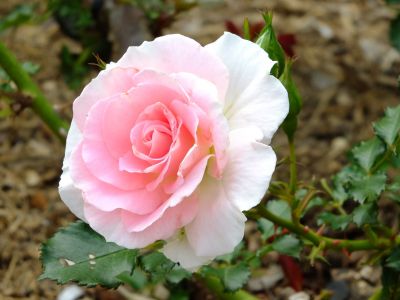 都筑中央公園（ローザ・つづきく）
